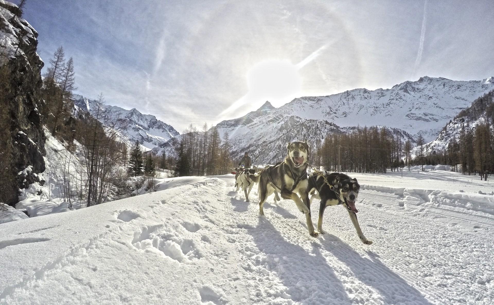 Husky dogs taking holiday makers dog sledding